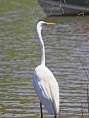 Great Egret Examines a Rowboat.jpg